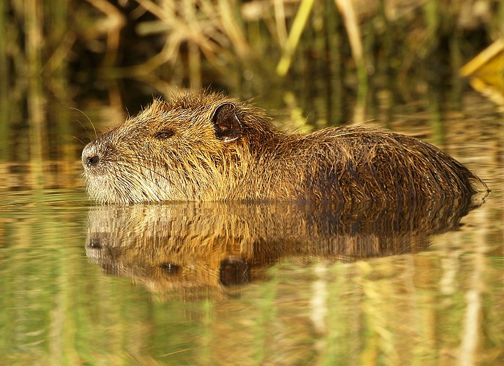 Nutria